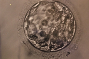 Gram and embryo 086